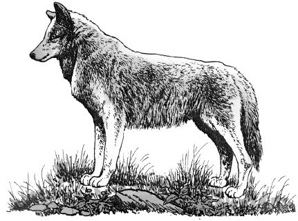 Ảnh đen trắng: Con chó sói