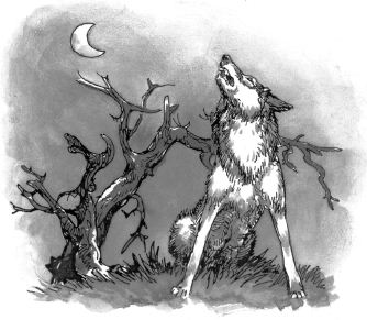 Con chó sói hú vào ban đêm