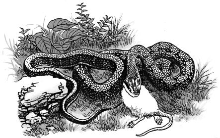Ảnh đen trắng: Con rắn ăn con mồi