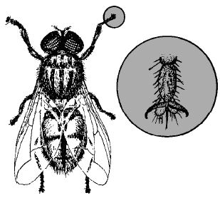 Con ruồi và hình ảnh phóng to chân ruồi