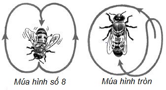 Kiểu bay của con ong lúc về tổ sau khi phát hiện ra mật hoa
